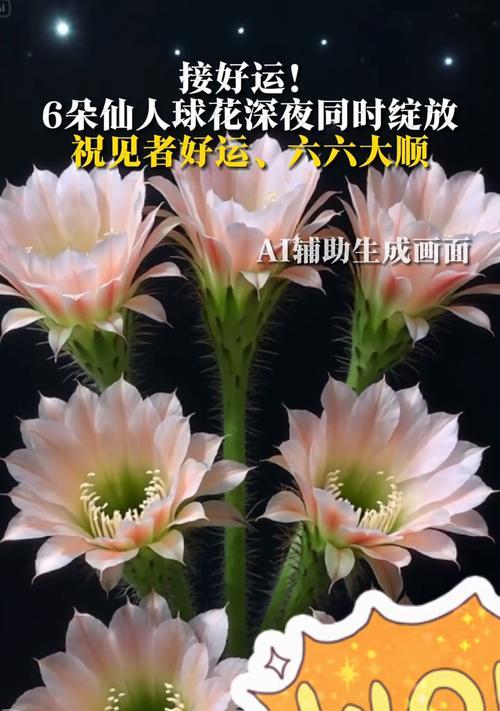 哪些花寓意好运上岸？这些你知道吗？