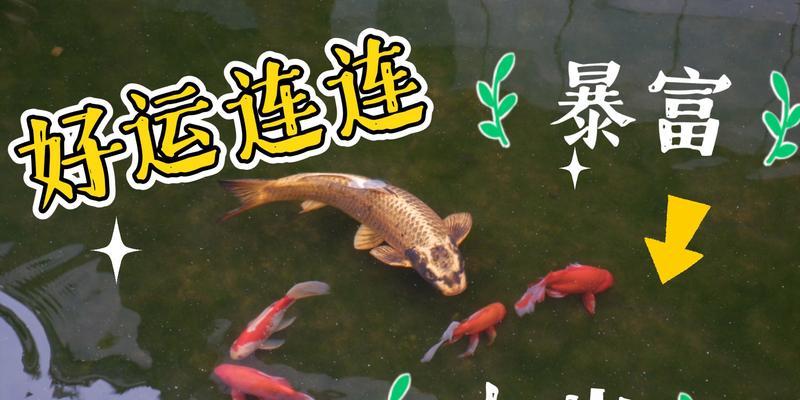 哪些花寓意好运上岸？这些你知道吗？