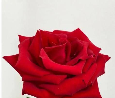 表达发财祝愿的花是什么？选择寓意发财的花卉