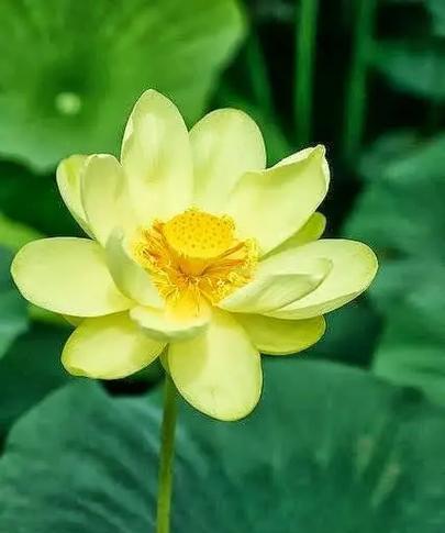 表达发财祝愿的花是什么？选择寓意发财的花卉