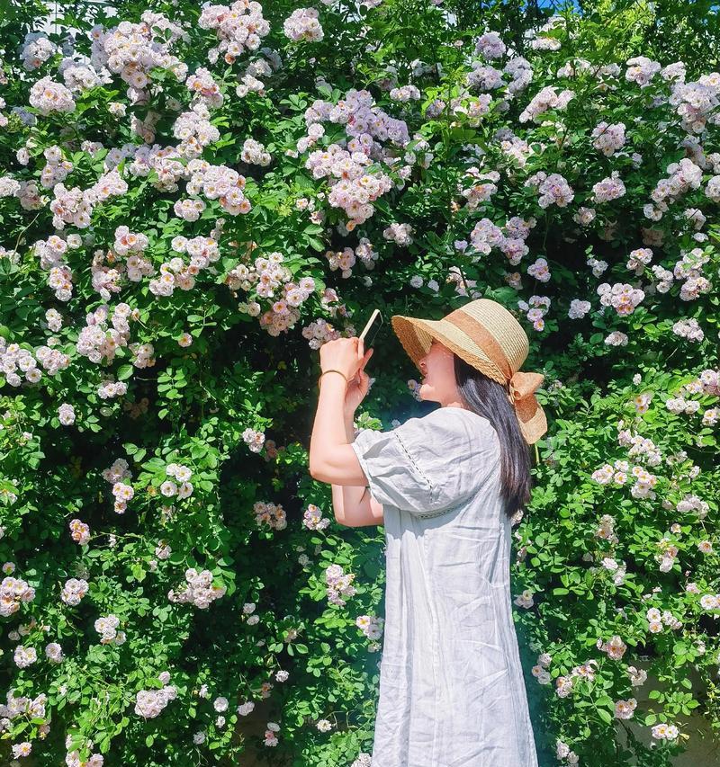 蔷薇花语代表了哪些情感？蔷薇花象征着哪些情感？