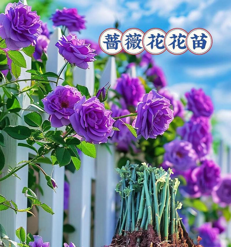 蔷薇花语代表了哪些情感？蔷薇花象征着哪些情感？