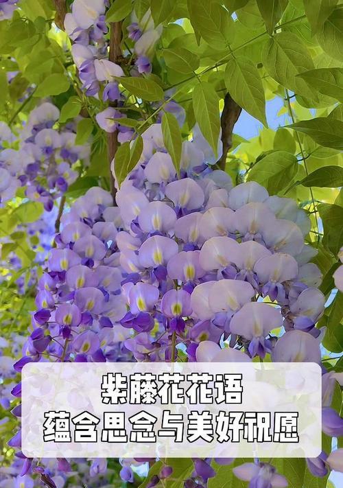 有哪些花象征美好的花语？它们各自传达了哪些积极的信息？