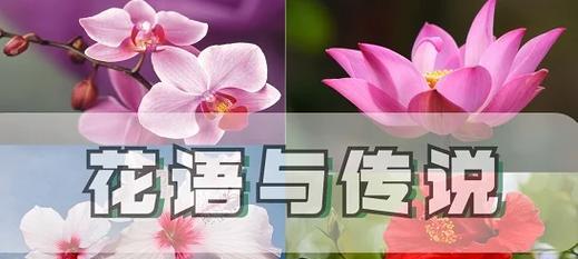 了解花奇诺花语的含义？