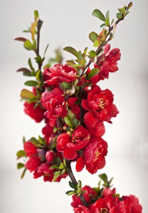 了解花奇诺花语的含义？