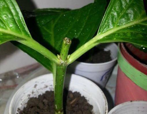 插的花长根发芽寓意什么？花插中根芽生长的象征意义是什么？