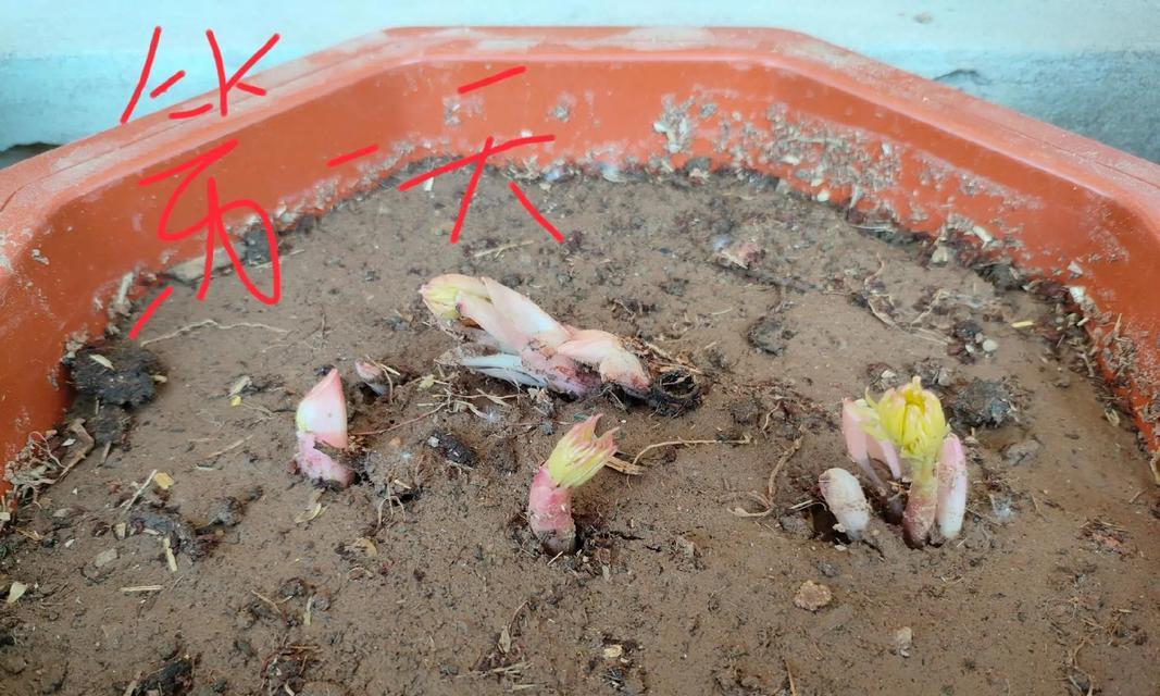 插的花长根发芽寓意什么？花插中根芽生长的象征意义是什么？
