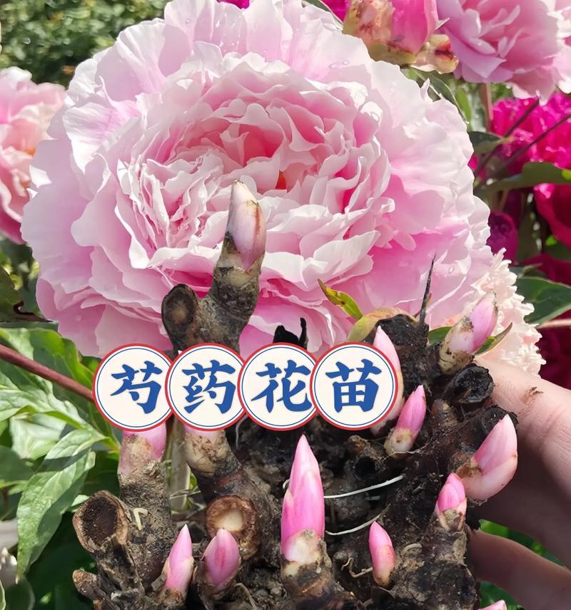 插的花长根发芽寓意什么？花插中根芽生长的象征意义是什么？