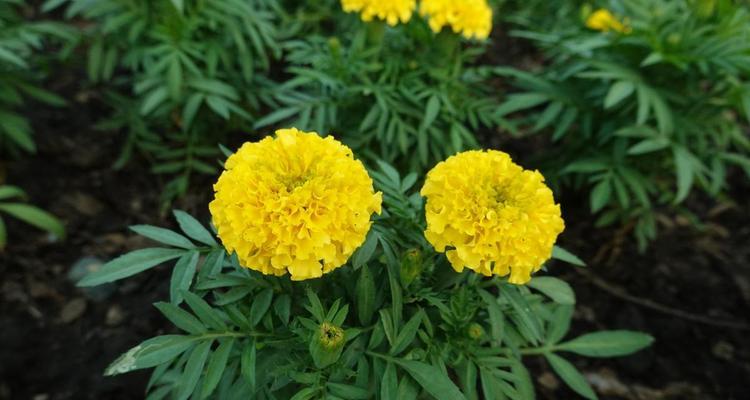 哪些花象征和平？它们在和平活动中如何被使用？