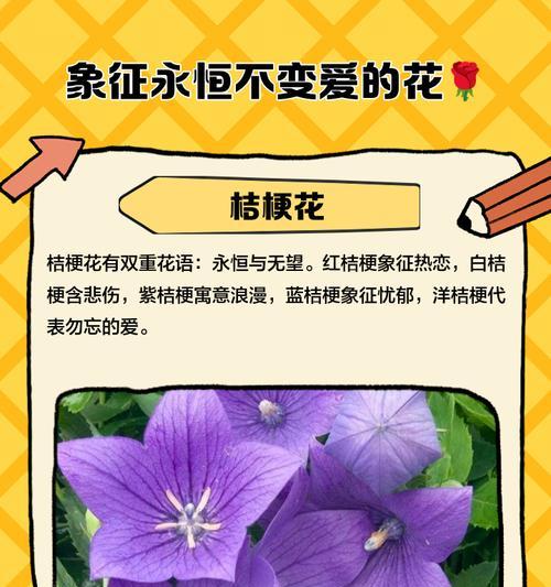 哪些花象征和平？它们在和平活动中如何被使用？