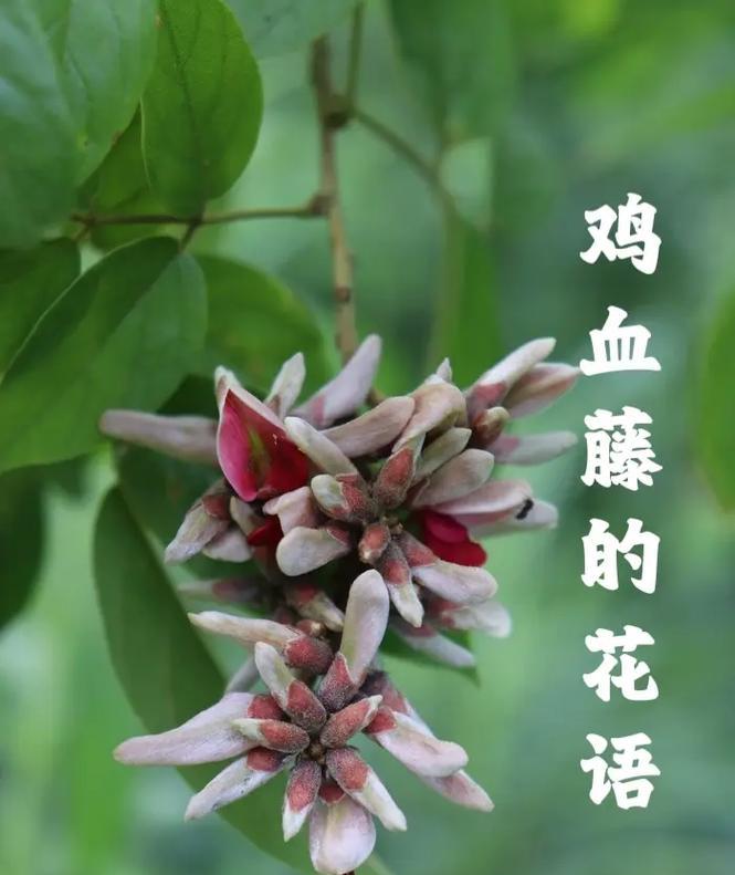 厚脸皮的花有何寓意？探索花语背后的故事。