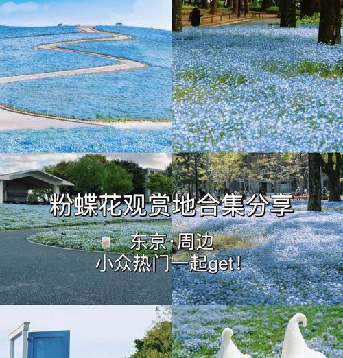 粉蝶花的寓意和摆放禁忌是什么？