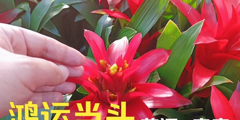 鸿运当头的花语和象征意义是什么？