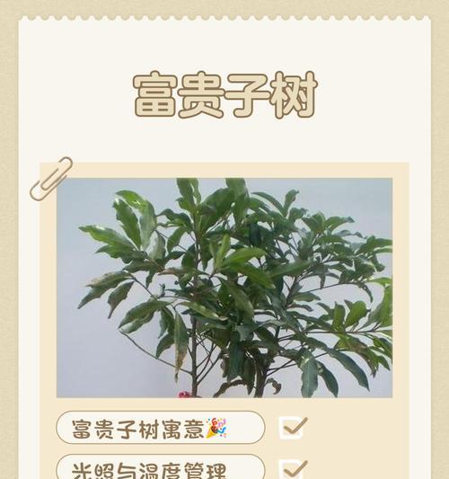 富贵子花的寓意是什么？它为何被视为财富和繁荣的象征？