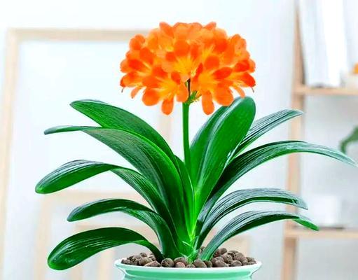 寓意吉祥的家庭花卉有哪些？家庭花卉的吉祥寓意是什么？