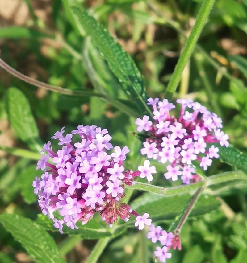马鞭草的花语和代表意义是什么？