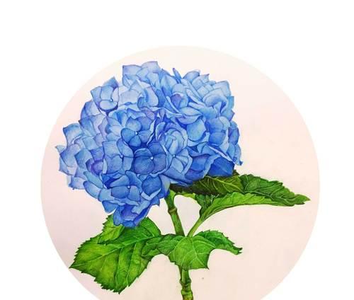 花盾的真正含义和在花语中的代表是什么？