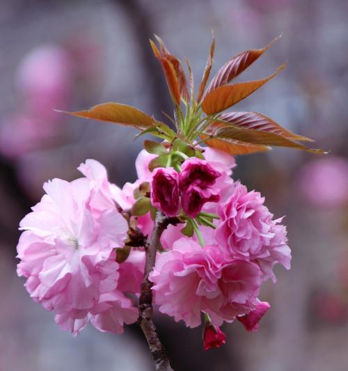 象征新开始的花有哪些？它们各自代表什么？