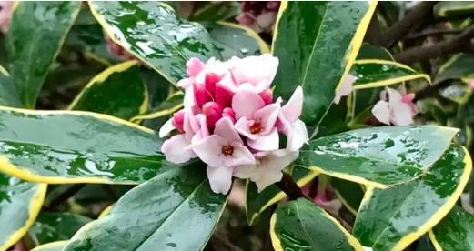 活力象征的花香有哪些？它们的花语是什么？