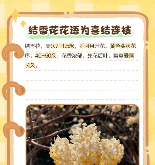 活力象征的花香有哪些？它们的花语是什么？