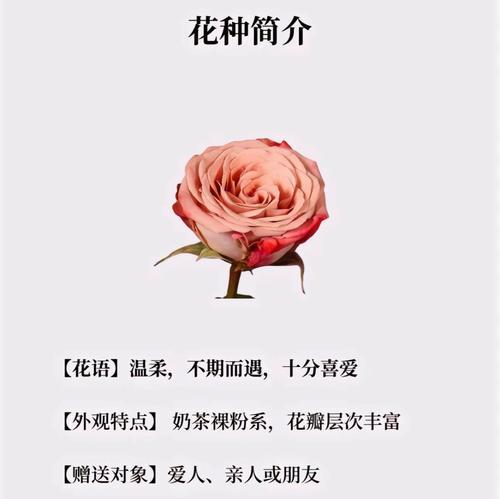 活力象征的花香有哪些？它们的花语是什么？