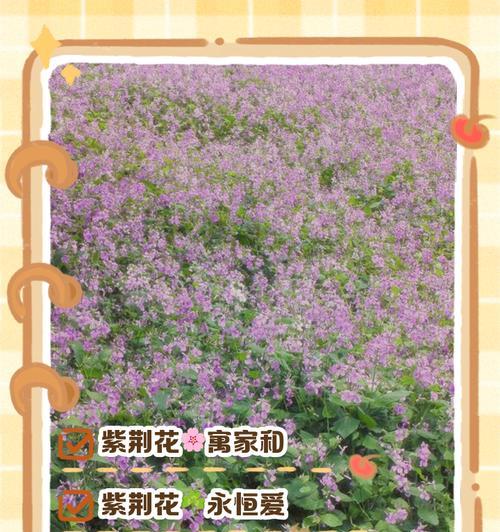 送假花有哪些不好的寓意？它们各自代表了什么意义？