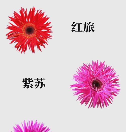 非洲菊的花语是什么意思？它传递了哪种信息？