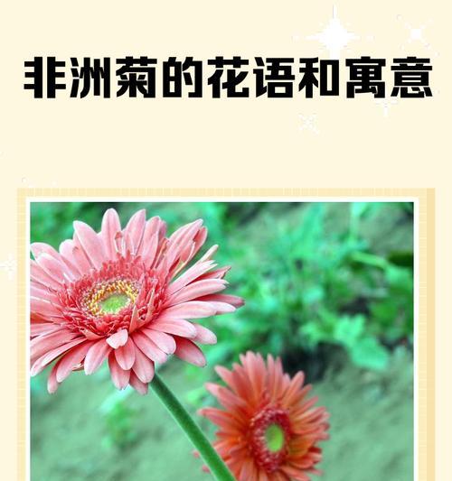 非洲菊的花语是什么意思？它传递了哪种信息？