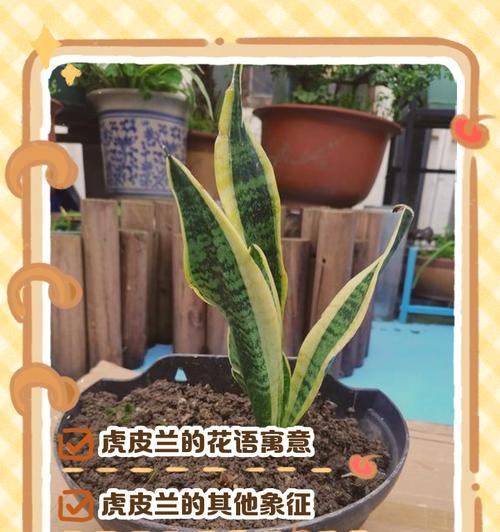 对兰花语是什么意思？对兰象征着什么？