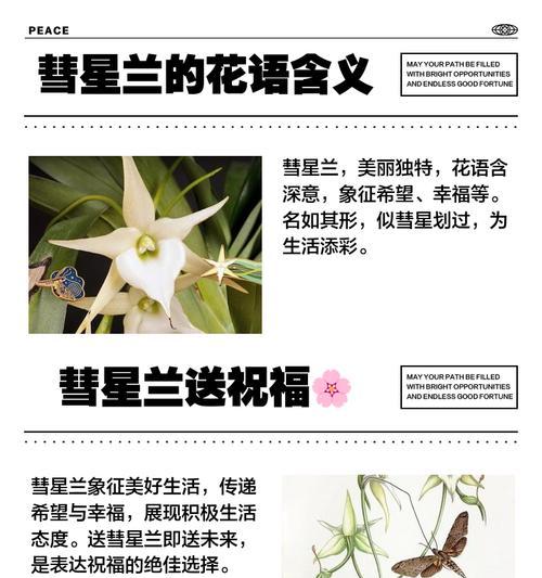 对兰花语是什么意思？对兰象征着什么？