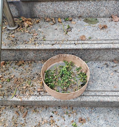 牵牛花象征主义？它代表了哪些意义？