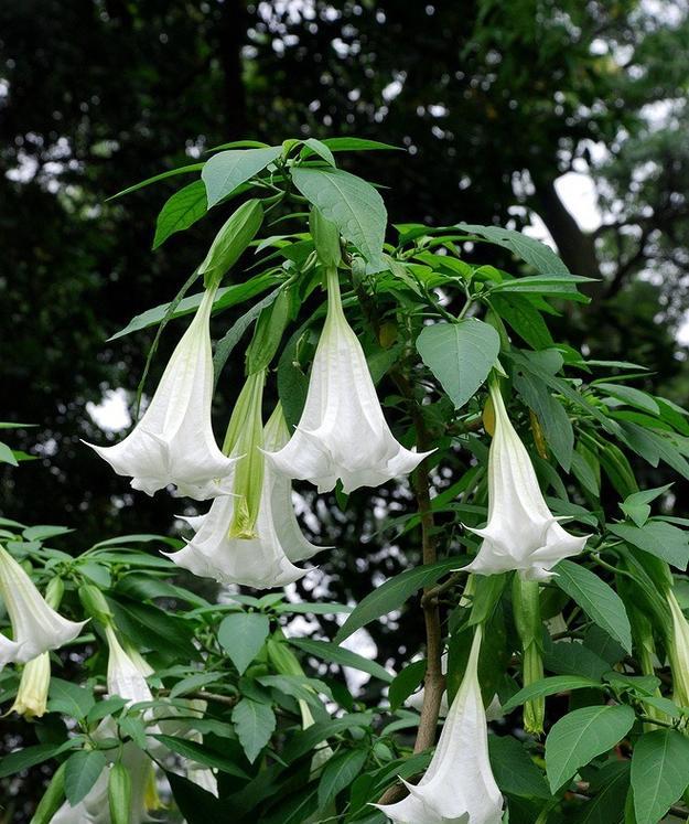 牵牛花象征主义？它代表了哪些意义？