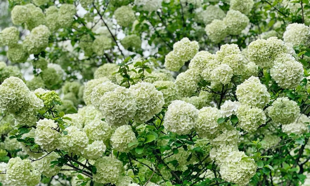 光明寓意的花有哪些？它们象征着希望与光明？