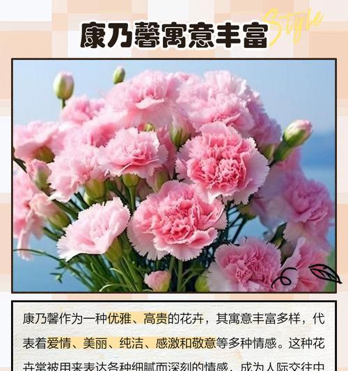 康乃馨的花语是什么？与情感有何联系？