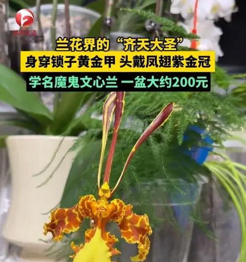 魔鬼花象征着什么？魔鬼花的含义有哪些？