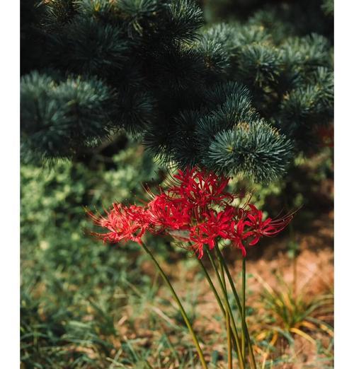 漏花的含义是什么？漏花象征着什么？