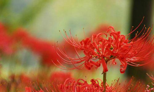 漏花的含义是什么？漏花象征着什么？