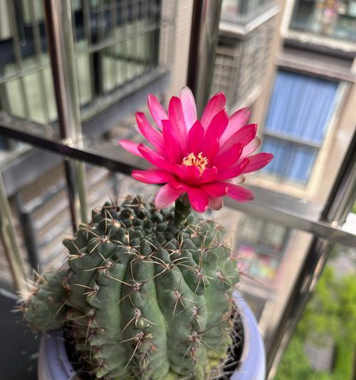 三朵相识的花象征着什么？