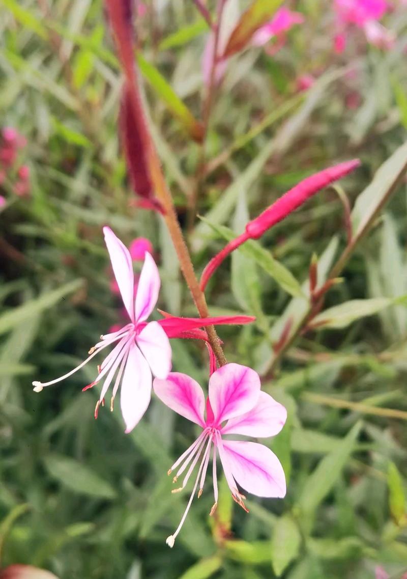 三朵相识的花象征着什么？