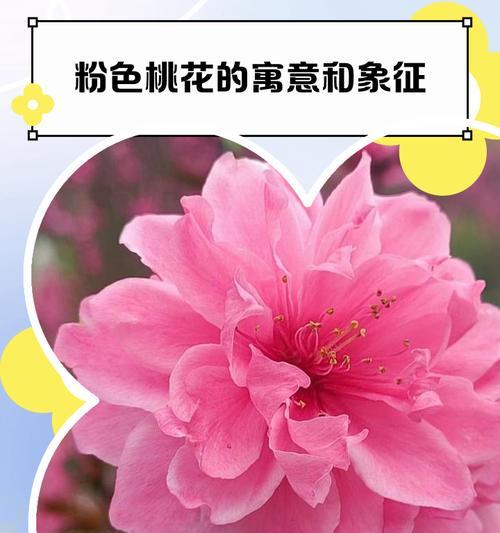 粉色花象征爱情有哪些？表达爱意的粉色花推荐是什么？