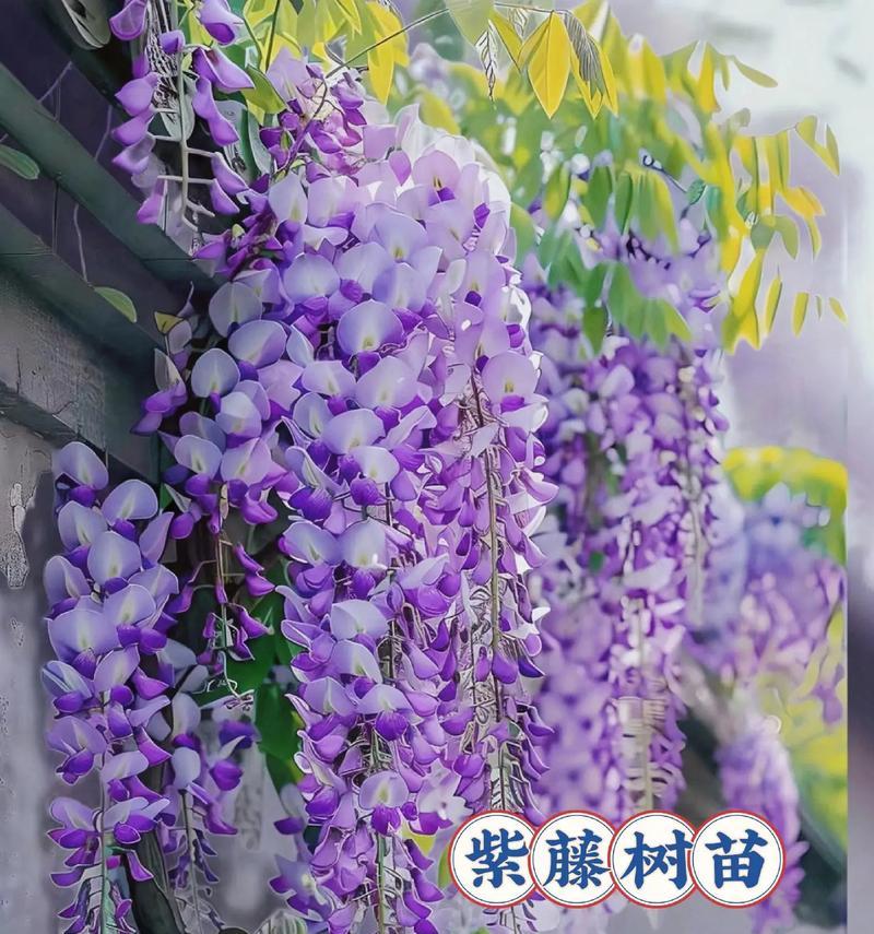 紫藤花在诗句中通常象征什么含义？探索紫藤花在文学中的象征意义