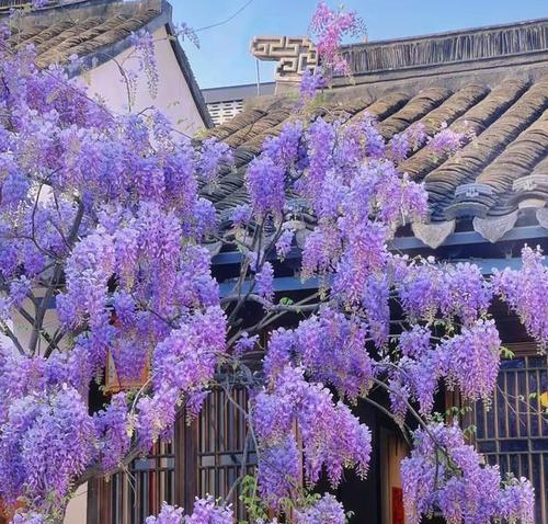 紫藤花在诗句中通常象征什么含义？探索紫藤花在文学中的象征意义