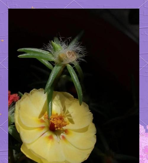 花看半开的寓意和含义是什么？