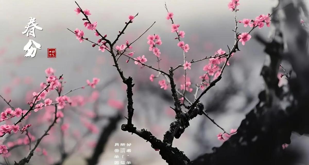 花看半开的寓意和含义是什么？