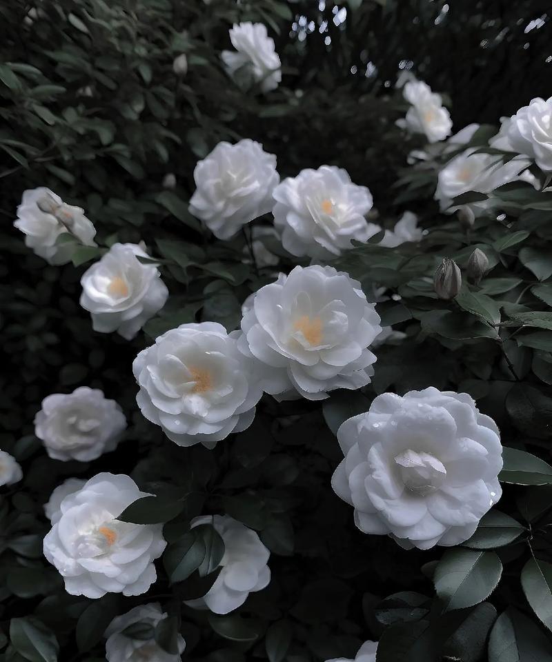 白山茶的花语是什么？白山茶的寓意有何含义？