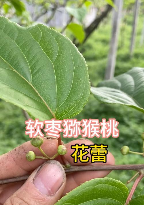 花蕾象征着什么？花蕾的寓意有哪些？