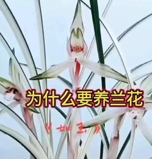 花在爱情中的含义是什么？
