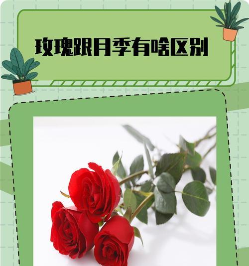 花在爱情中的含义是什么？