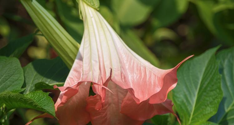 粉色曼陀罗花象征着什么？曼陀罗花神秘花语探索。