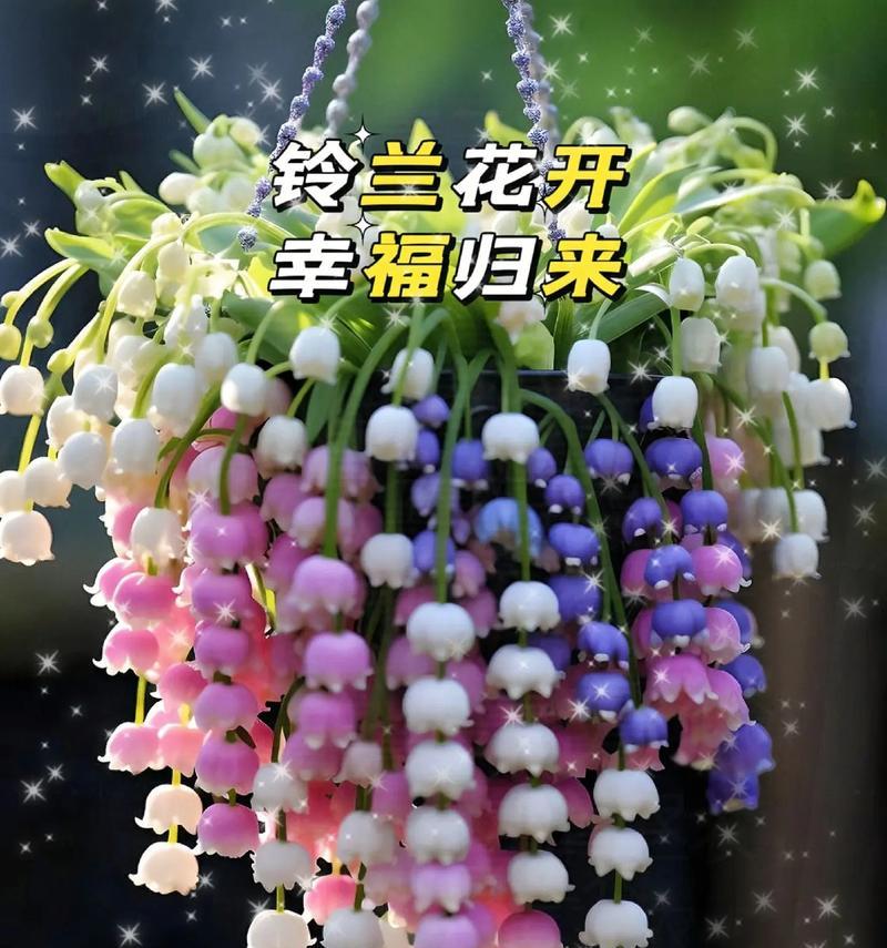 哪些花寓意最好幸福美好？它们的花语能否带来好运？